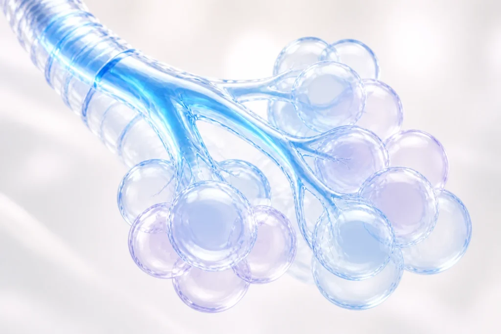 Smooth translucent bronchiole and alveolar air sacs in blue and lavender