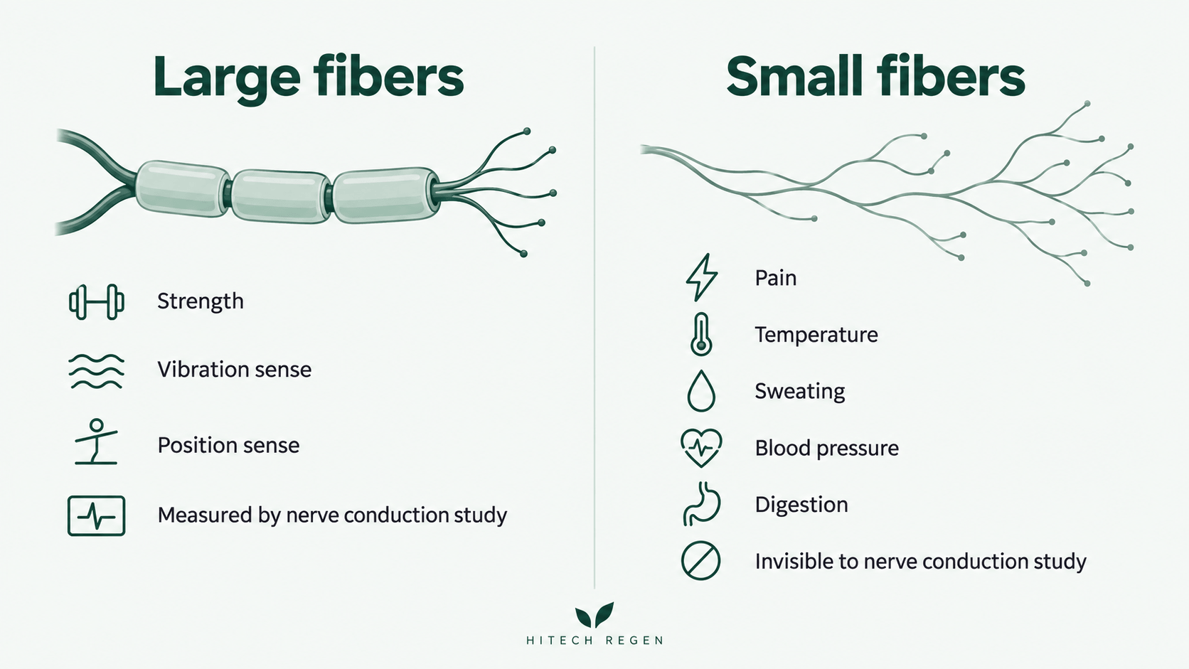 Infographic comparing large nerve fibers and small A-delta and C nerve fibers and the functions each one carries