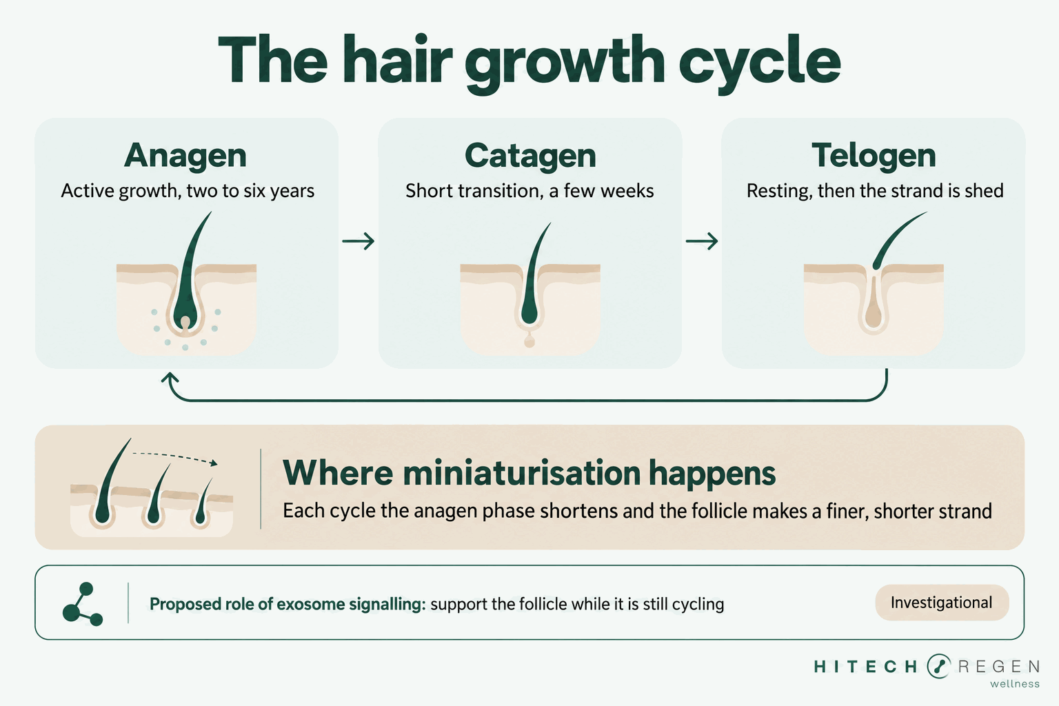Infographic of the hair growth cycle showing where exosome signalling is proposed to act on miniaturising follicles