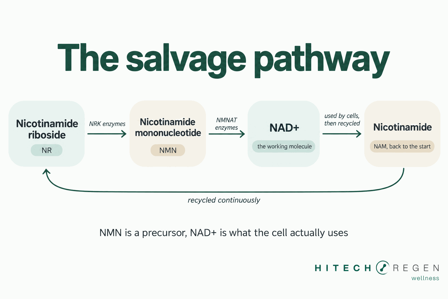 Infographic of the NAD salvage pathway showing nicotinamide riboside converting to NMN and then to NAD+